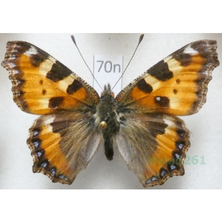 Aglais urticae (Linnaeus, 1758) Rusałka pokrzywnik Poland70n